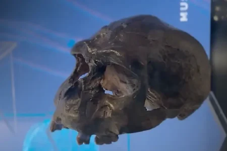 Saat itu sebuah penelitian mengungkap Homo erectus baru tiba di Pulau Jawa sekitar 1,3 juta tahun lalu, lebih lambat dari perkiraan sebelumnya.