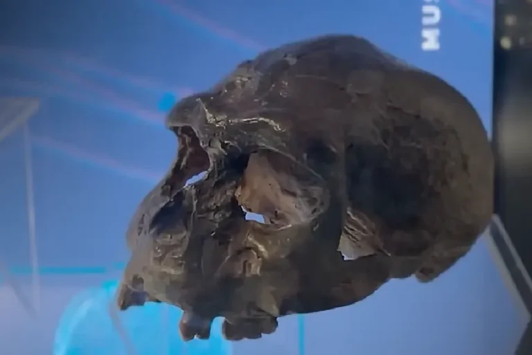 Saat itu sebuah penelitian mengungkap Homo erectus baru tiba di Pulau Jawa sekitar 1,3 juta tahun lalu, lebih lambat dari perkiraan sebelumnya.