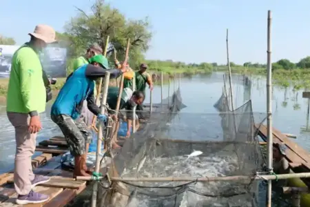 BRIDA Surabaya mendorong sistem silvofishery dengan integrasi mangrove dan tambak untuk memperkuat ekosistem pesisir serta meningkatkan hasil perikanan.