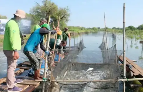 BRIDA Surabaya mendorong sistem silvofishery dengan integrasi mangrove dan tambak untuk memperkuat ekosistem pesisir serta meningkatkan hasil perikanan.