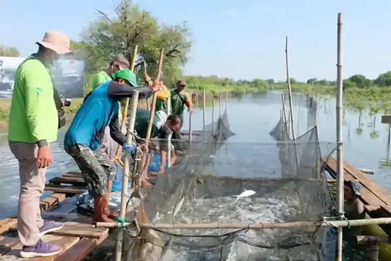 BRIDA Surabaya mendorong sistem silvofishery dengan integrasi mangrove dan tambak untuk memperkuat ekosistem pesisir serta meningkatkan hasil perikanan.