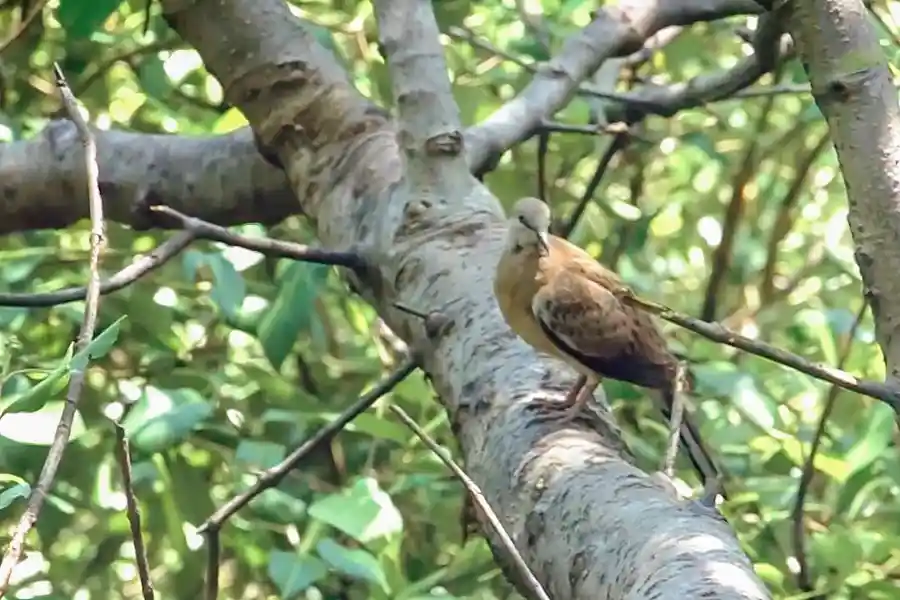 Kebun Raya Mangrove Surabaya menjadi habitat 74 spesies mangrove, diantaranya puluhan jenis burung