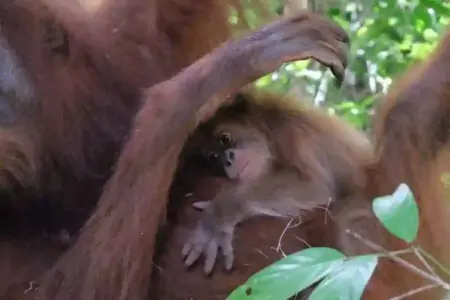 Orangutan rehabilitasi bernama Bulan melahirkan bayi jantan di Cagar Alam Jantho, menjadi bukti keberhasilan konservasi orangutan Sumatera.