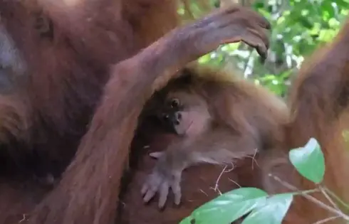 Orangutan rehabilitasi bernama Bulan melahirkan bayi jantan di Cagar Alam Jantho, menjadi bukti keberhasilan konservasi orangutan Sumatera.