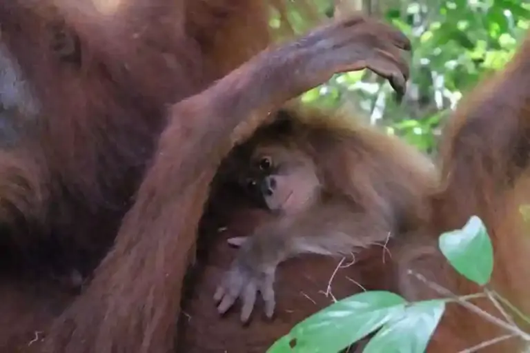 Orangutan rehabilitasi bernama Bulan melahirkan bayi jantan di Cagar Alam Jantho, menjadi bukti keberhasilan konservasi orangutan Sumatera.